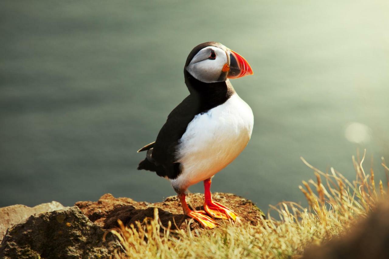 The Puffin Baltimore Exteriér fotografie
